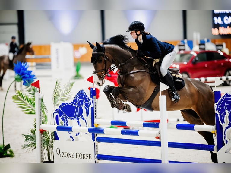 Polnisches Sportpferd Wallach 13 Jahre 169 cm Brauner in Wolbórz