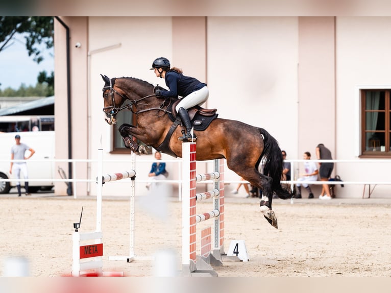 Polnisches Sportpferd Wallach 13 Jahre 169 cm Brauner in Wolbórz