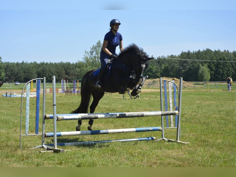Polnisches Sportpferd Wallach 13 Jahre 169 cm Rappe in Górki
