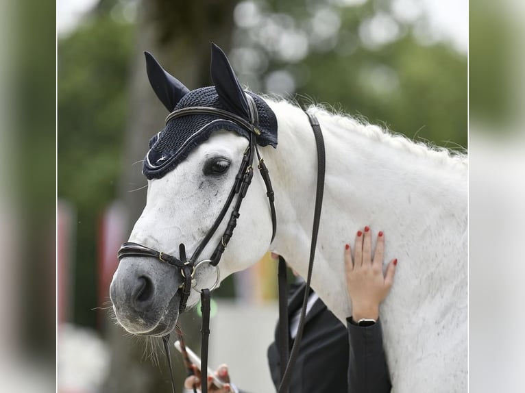 Polnisches Sportpferd Wallach 14 Jahre 168 cm Apfelschimmel in Rappoltenkirchen