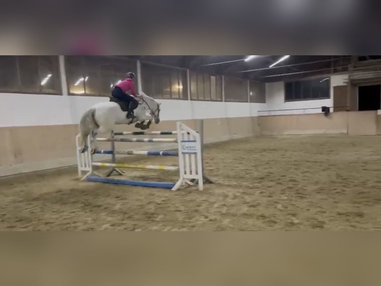 Polnisches Sportpferd Wallach 14 Jahre 168 cm Apfelschimmel in Rappoltenkirchen