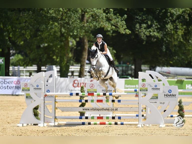 Polnisches Sportpferd Wallach 14 Jahre 168 cm Apfelschimmel in Rappoltenkirchen