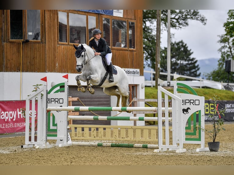 Polnisches Sportpferd Wallach 14 Jahre 168 cm Apfelschimmel in Rappoltenkirchen