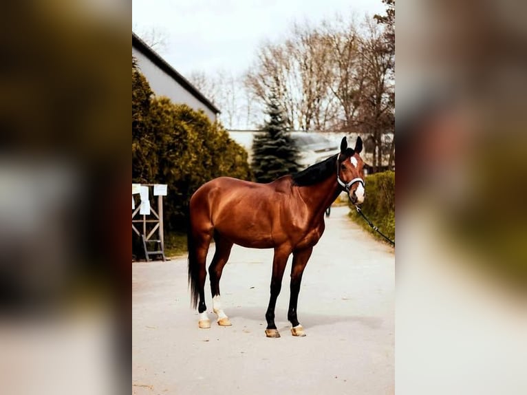 Polnisches Sportpferd Wallach 15 Jahre 164 cm Brauner in Krak&#xF3;w