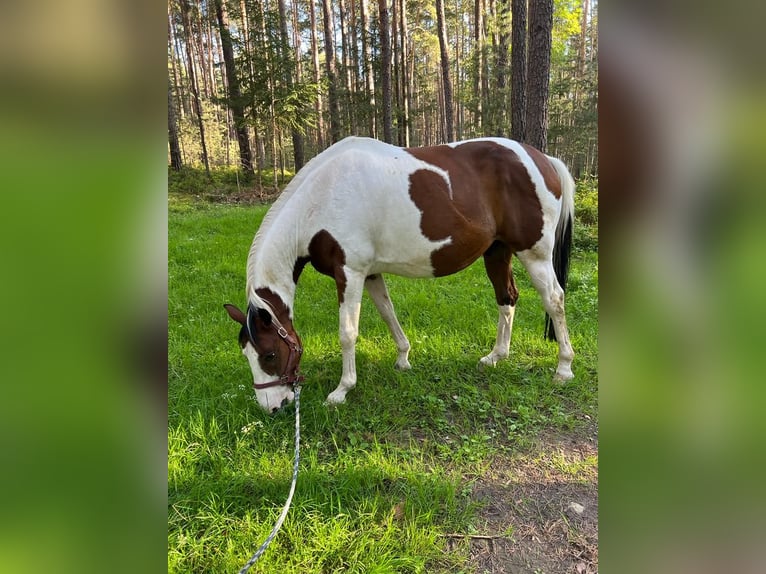 Polnisches Sportpferd Wallach 16 Jahre 156 cm Schecke in Schwabach