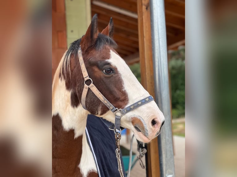 Polnisches Sportpferd Wallach 16 Jahre 156 cm Schecke in Schwabach