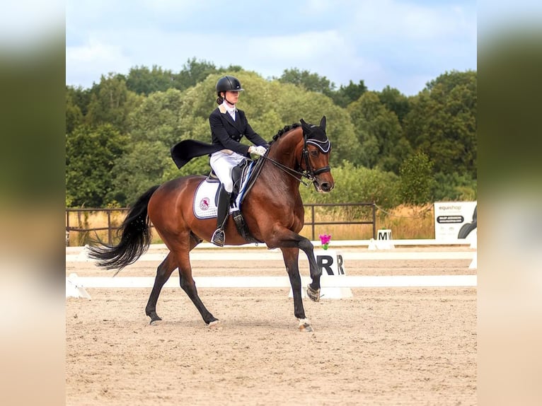 Polnisches Sportpferd Wallach 16 Jahre 162 cm Brauner in Truskolasy
