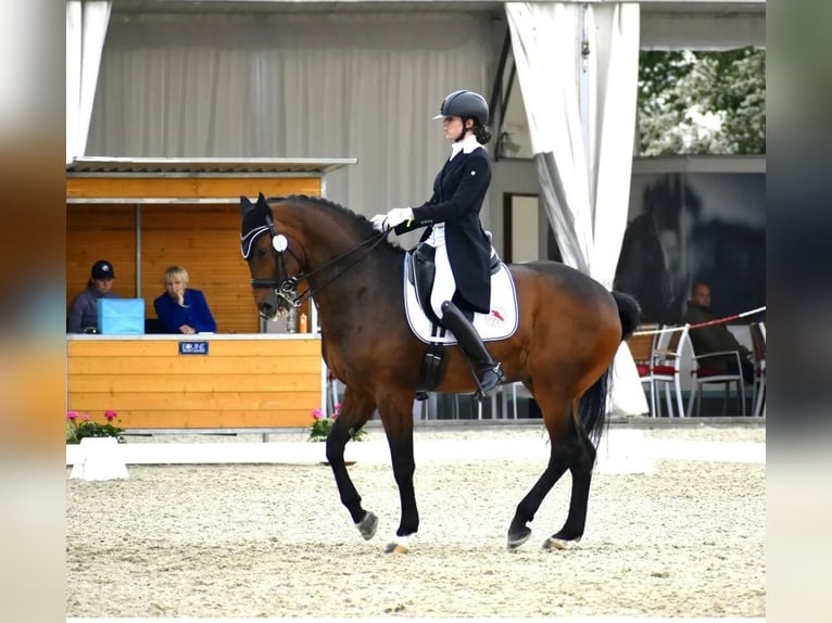 Polnisches Sportpferd Wallach 16 Jahre 162 cm Brauner in Truskolasy