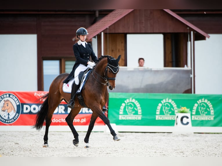 Polnisches Sportpferd Wallach 16 Jahre 162 cm Brauner in Truskolasy
