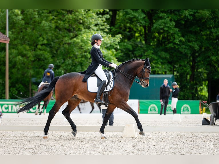 Polnisches Sportpferd Wallach 16 Jahre 162 cm Brauner in Truskolasy