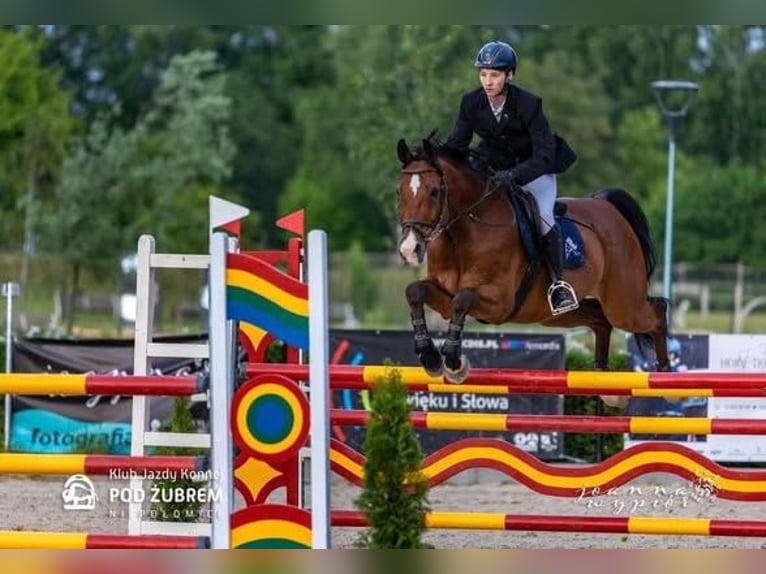 Polnisches Sportpferd Wallach 16 Jahre 164 cm Brauner in Kraków