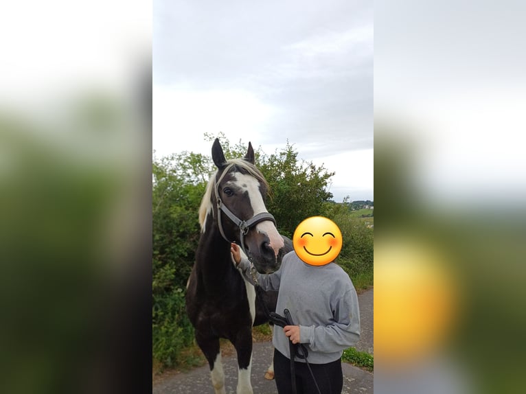 Polnisches Sportpferd Wallach 16 Jahre 164 cm Schecke in Kalbach
