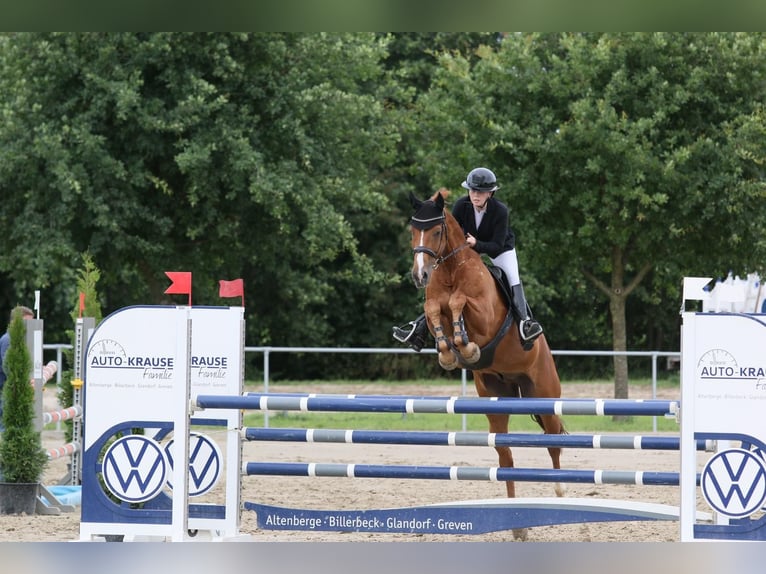 Polnisches Sportpferd Wallach 16 Jahre 165 cm Fuchs in Gütersloh