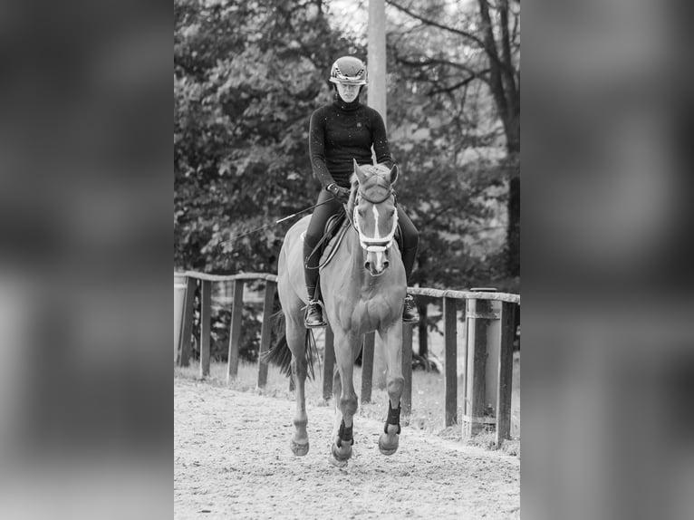 Polnisches Sportpferd Wallach 16 Jahre 165 cm Fuchs in Gütersloh