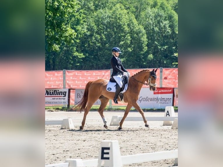 Polnisches Sportpferd Wallach 16 Jahre 165 cm Fuchs in Gütersloh