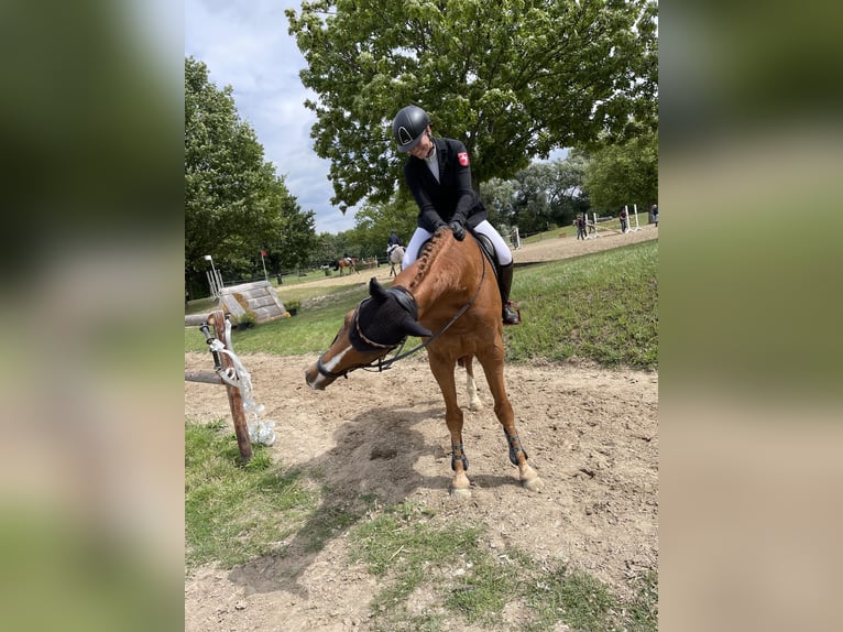 Polnisches Sportpferd Wallach 16 Jahre 165 cm Fuchs in Gütersloh