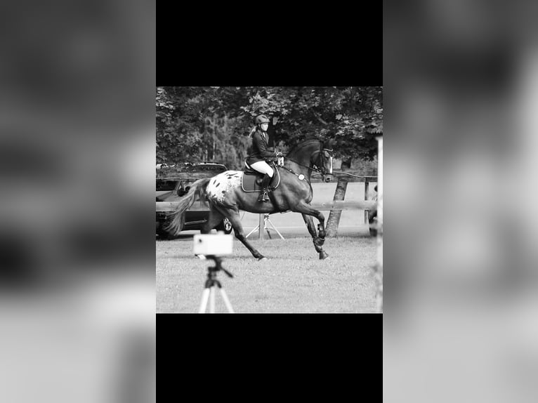 Polnisches Sportpferd Wallach 16 Jahre 178 cm Tigerschecke in Bad Tölz