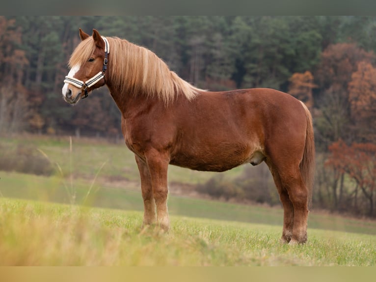 Polnisches Sportpferd Wallach 17 Jahre 160 cm Fuchs in Mainleus