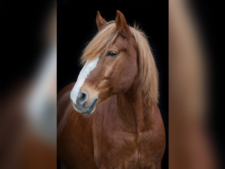 Polnisches Sportpferd Wallach 17 Jahre 160 cm Fuchs in Mainleus