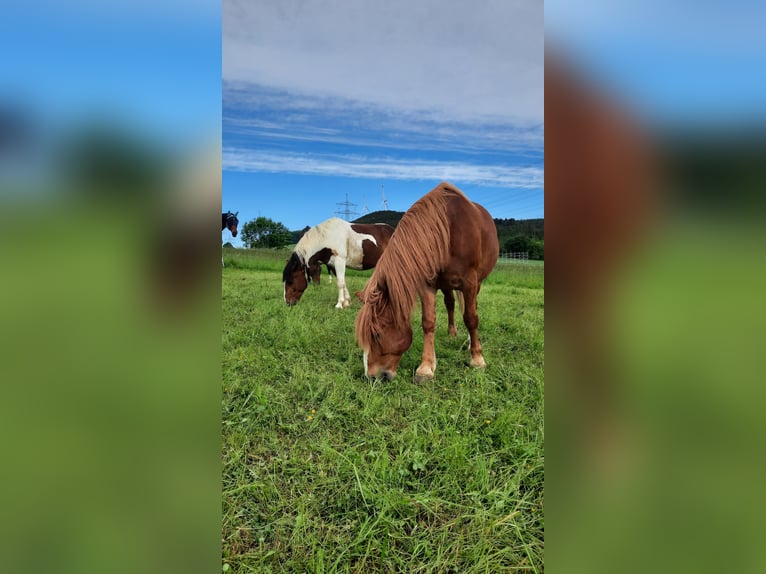 Polnisches Sportpferd Wallach 17 Jahre 160 cm Fuchs in Mainleus