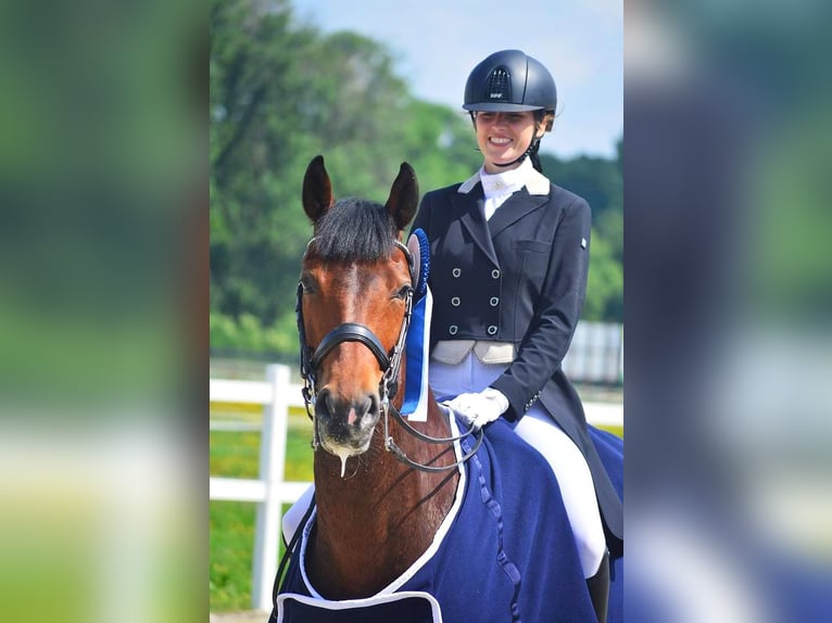 Polnisches Sportpferd Wallach 17 Jahre 162 cm Brauner in Truskolasy