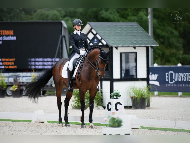 Polnisches Sportpferd Wallach 17 Jahre 162 cm Brauner in Truskolasy
