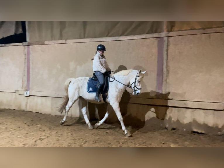 Polnisches Sportpferd Wallach 17 Jahre 162 cm Schimmel in Mengerschied