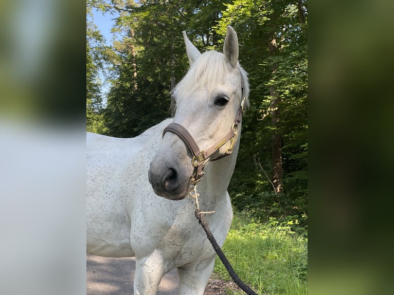 Polnisches Sportpferd Wallach 17 Jahre 162 cm Schimmel in Mengerschied