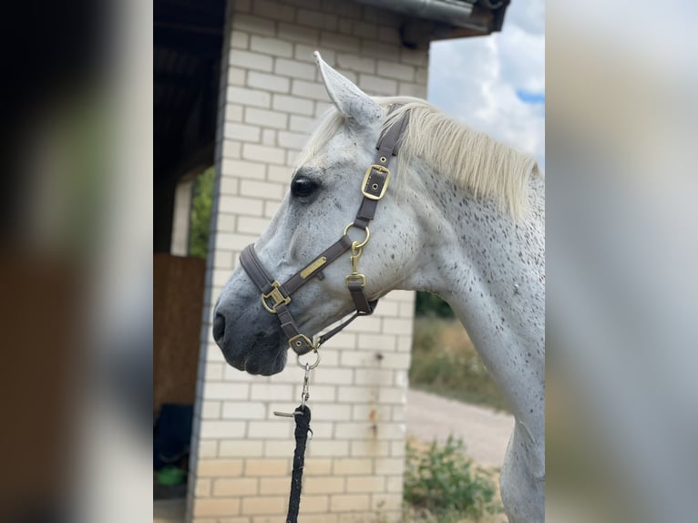 Polnisches Sportpferd Wallach 17 Jahre 162 cm Schimmel in Mengerschied