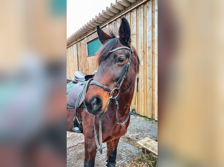 Polnisches Sportpferd Wallach 18 Jahre 150 cm Brauner in Bad Windsheim