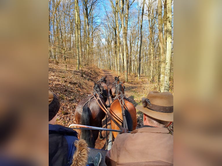 Polnisches Sportpferd Wallach 18 Jahre 169 cm Dunkelbrauner in Weilrod