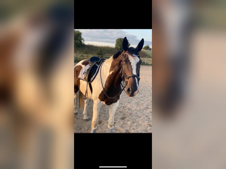 Polnisches Sportpferd Wallach 18 Jahre 170 cm Schecke in Velten