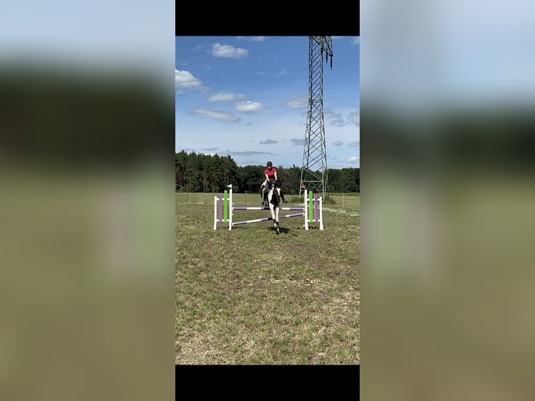 Polnisches Sportpferd Wallach 18 Jahre 170 cm Schecke in Velten