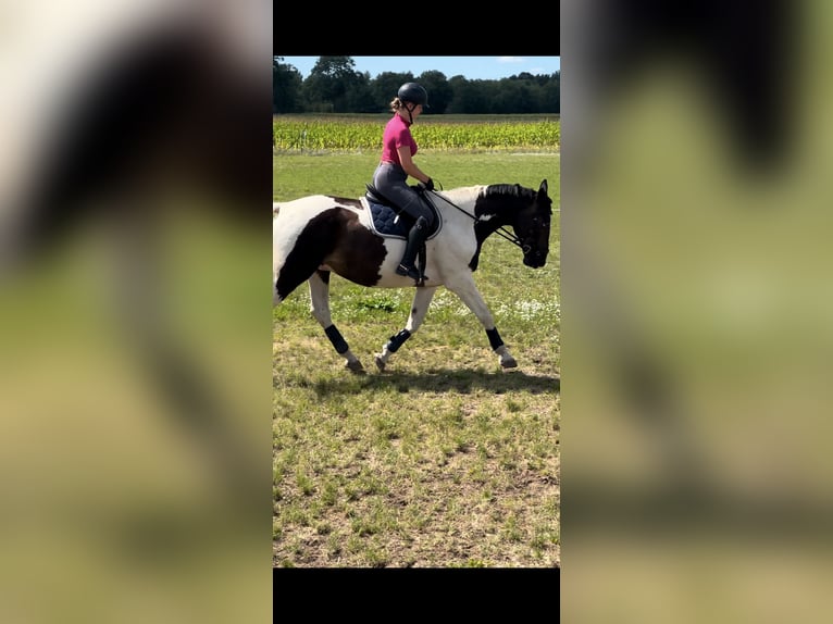 Polnisches Sportpferd Wallach 18 Jahre 170 cm Schecke in Velten