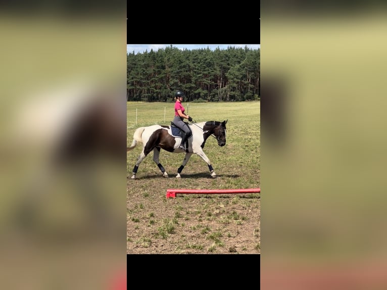 Polnisches Sportpferd Wallach 18 Jahre 170 cm Schecke in Velten