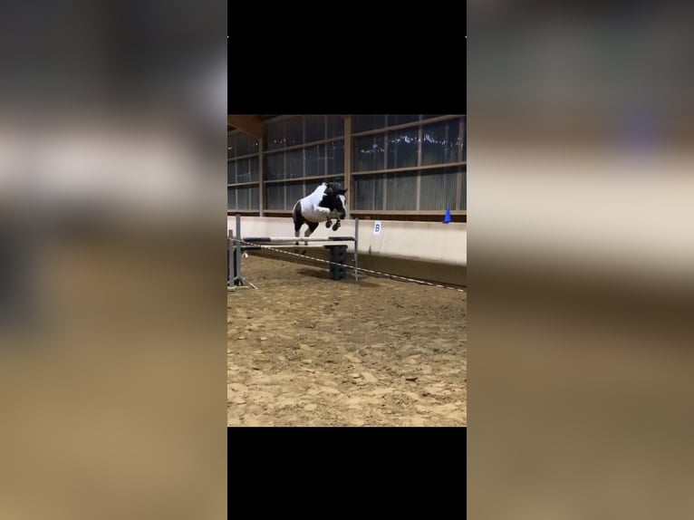 Polnisches Sportpferd Wallach 18 Jahre 170 cm Schecke in Velten