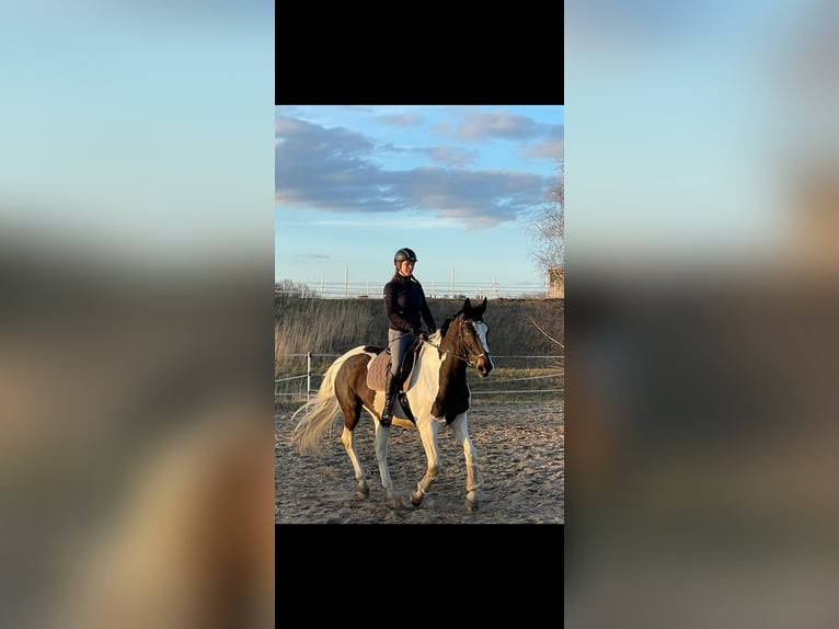 Polnisches Sportpferd Wallach 18 Jahre 170 cm Schecke in Velten