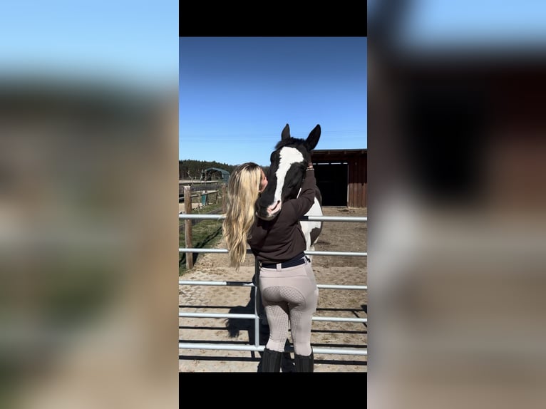 Polnisches Sportpferd Wallach 18 Jahre 170 cm Schecke in Velten