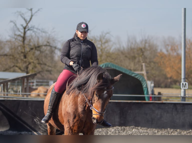 Polnisches Sportpferd Mix Wallach 19 Jahre 165 cm Brauner in Au am Rhein