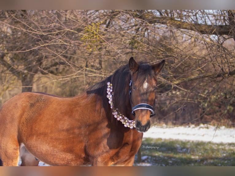 Polnisches Sportpferd Mix Wallach 19 Jahre 165 cm Brauner in Au am Rhein