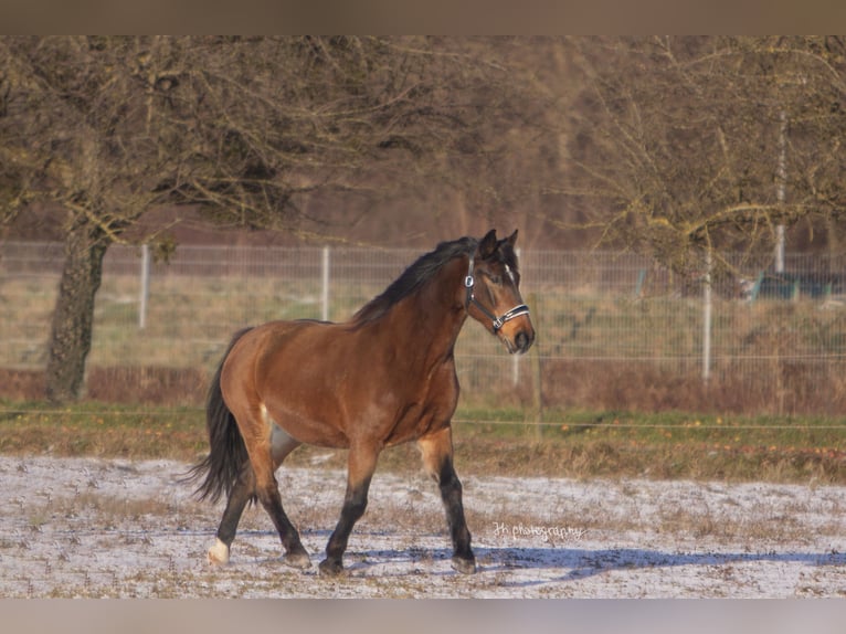 Polnisches Sportpferd Mix Wallach 19 Jahre 165 cm Brauner in Au am Rhein