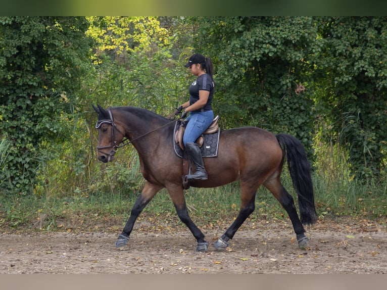 Polnisches Sportpferd Mix Wallach 19 Jahre 165 cm Brauner in Au am Rhein