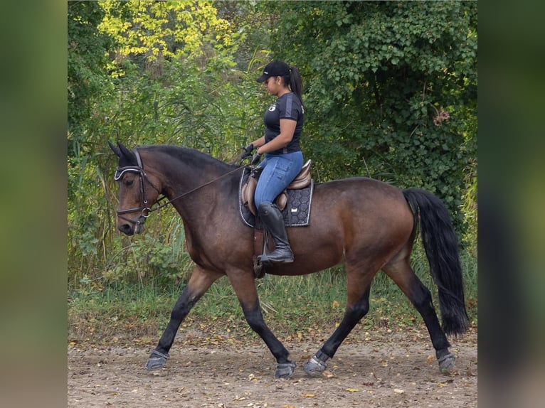 Polnisches Sportpferd Wallach 19 Jahre 168 cm Brauner in Au am Rhein