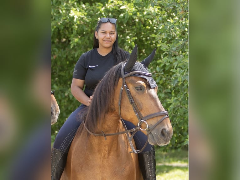 Polnisches Sportpferd Wallach 19 Jahre 168 cm Brauner in Au am Rhein