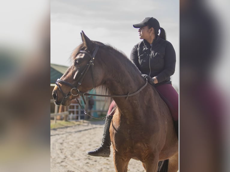 Polnisches Sportpferd Wallach 19 Jahre 168 cm Brauner in Au am Rhein