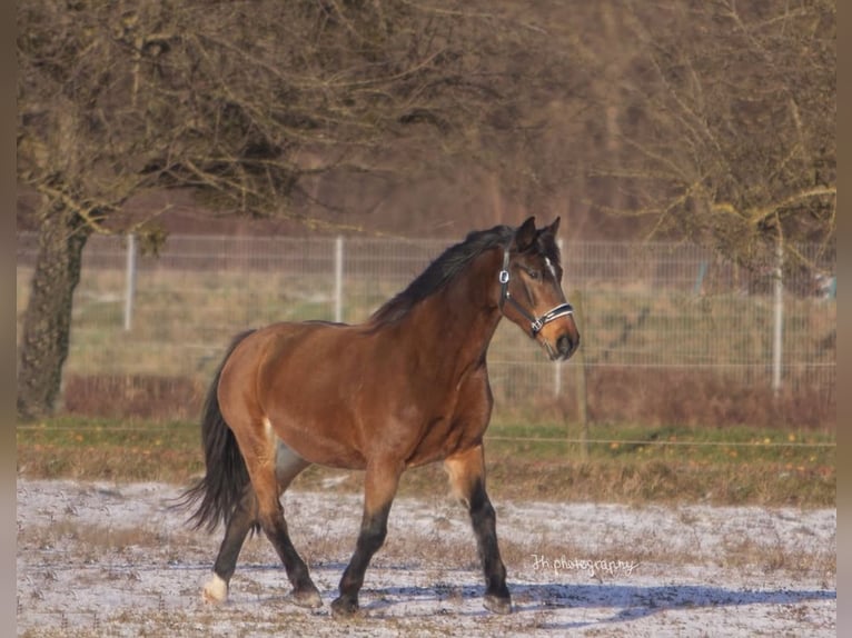 Polnisches Sportpferd Wallach 19 Jahre 168 cm Brauner in Au am Rhein