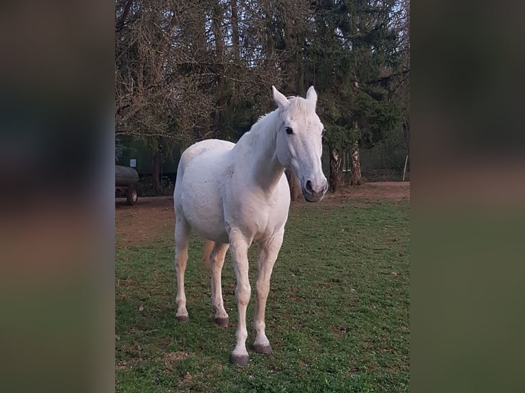 Polnisches Sportpferd Wallach 20 Jahre 164 cm Schimmel in Wimsheim