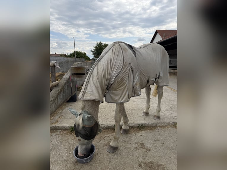 Polnisches Sportpferd Wallach 20 Jahre 172 cm Fliegenschimmel in Neumarkt-Sankt Veit