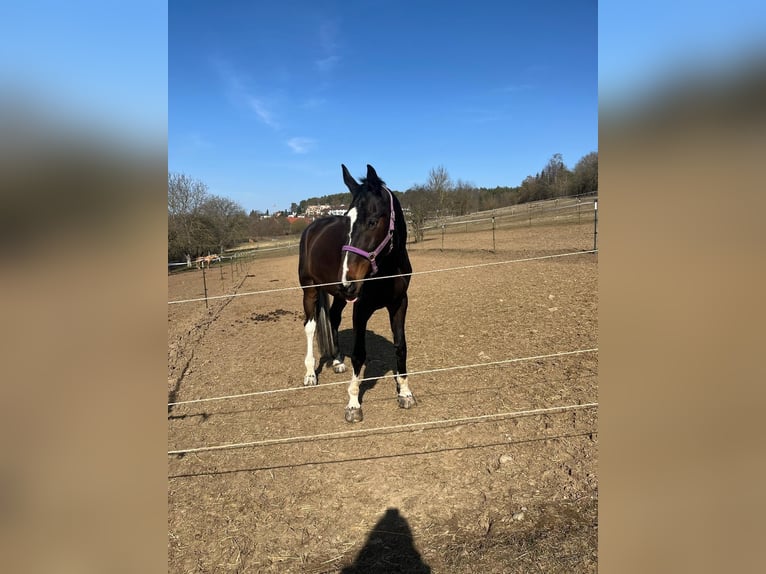 Polnisches Sportpferd Wallach 21 Jahre 178 cm Schecke in Weil der Stadt