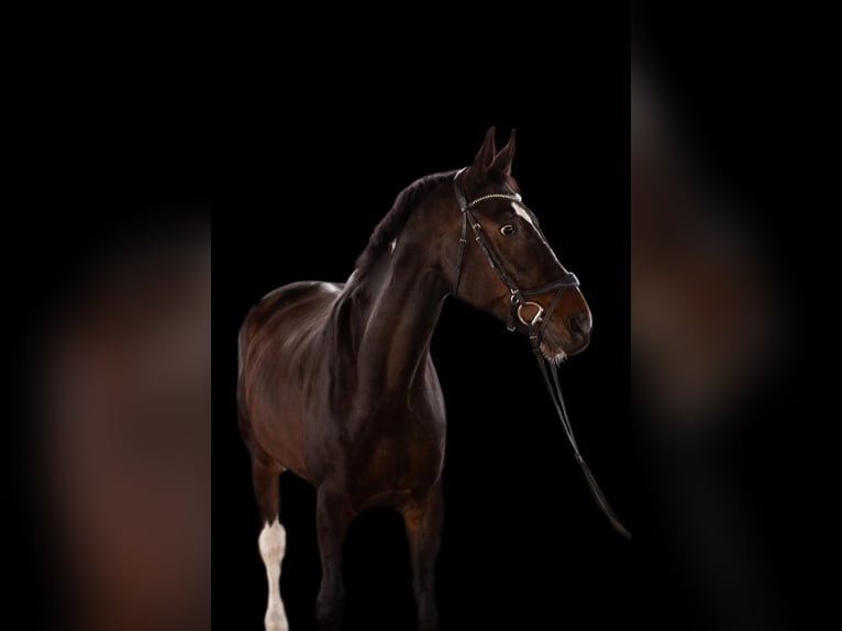 Polnisches Sportpferd Wallach 21 Jahre 178 cm Schecke in Weil der Stadt